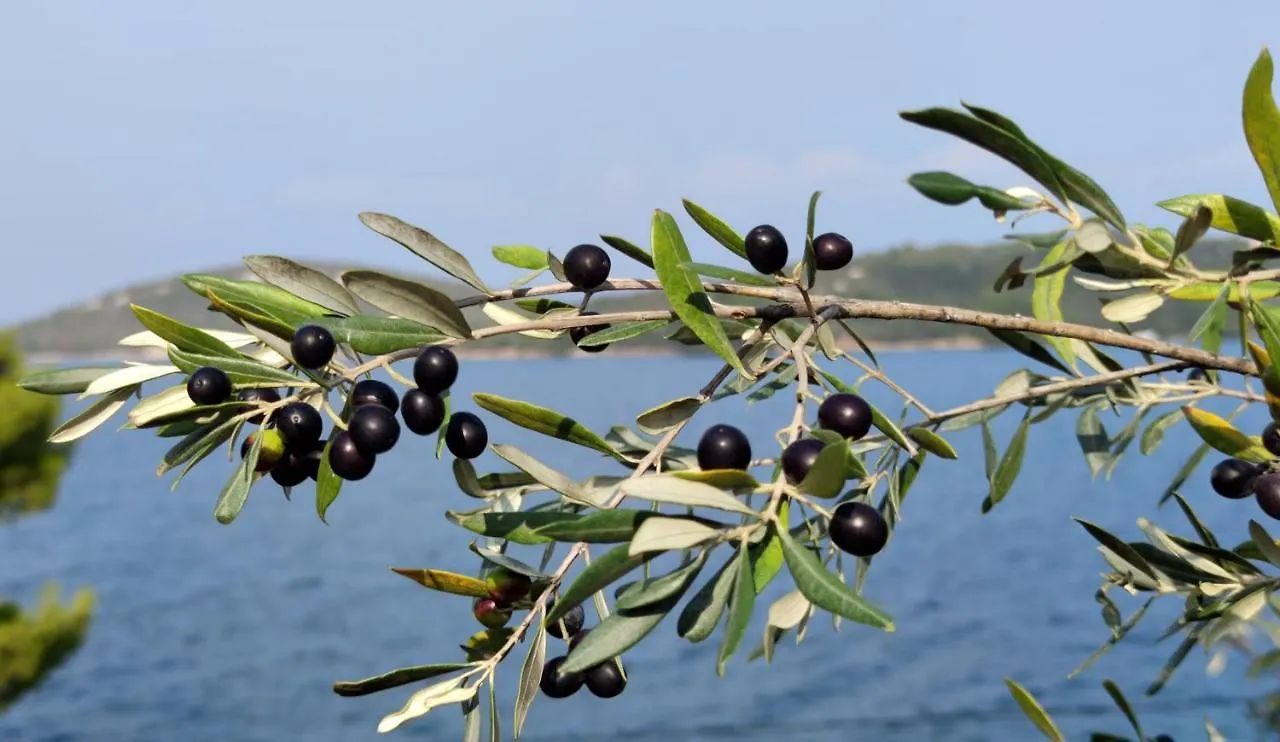 Pansion Alen - Dugi Otok Bed & Breakfast Luka